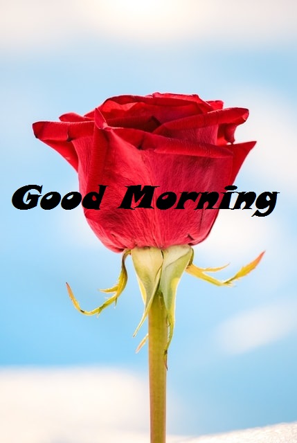 Good Morning Red Rose