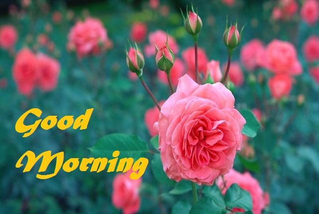 Good Morning Roses