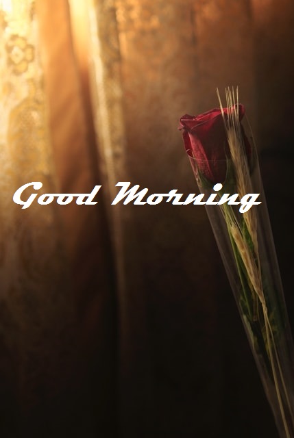 Good morning red rose

