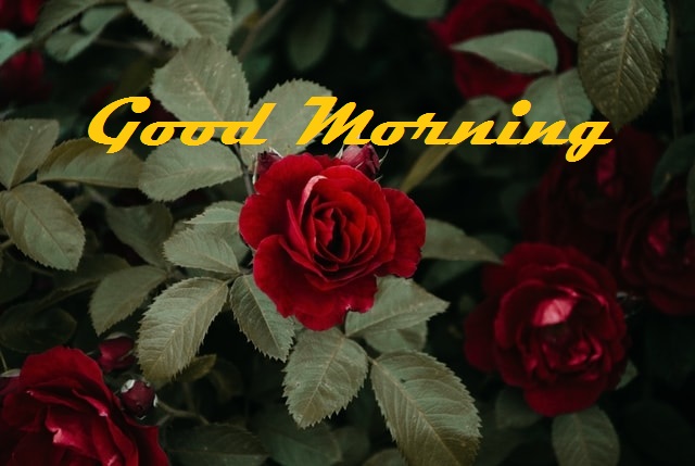 good morning roses
