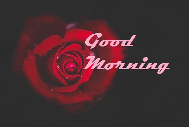 good morning rose
