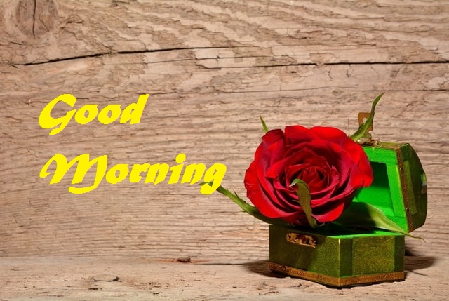 good morning rose
