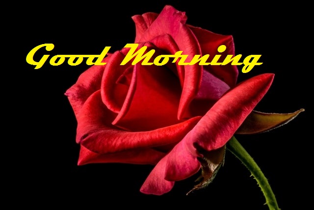 Good Morning Rose Image

