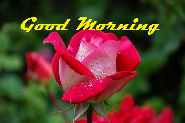 good morning images with flowers
