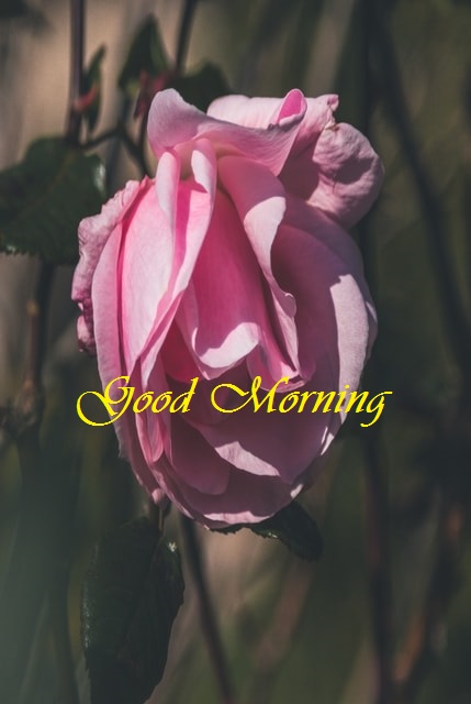 Good morning red rose
