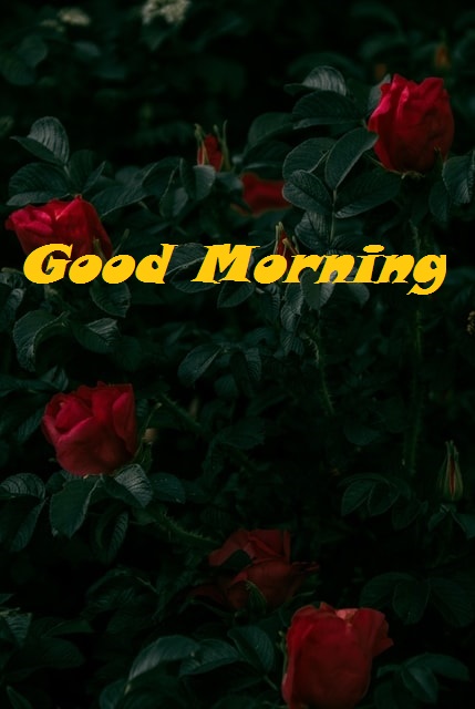 Good morning red roses
