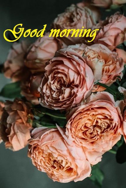Good morning red roses