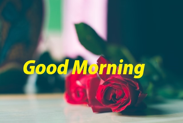 Good Morning Roses