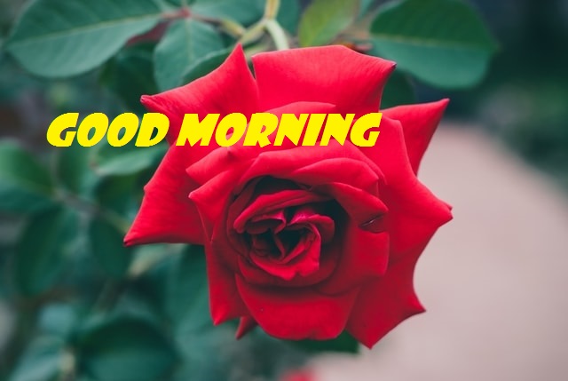 good morning roses
