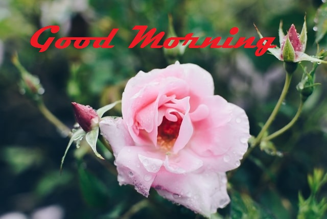 Good Morning Rose
