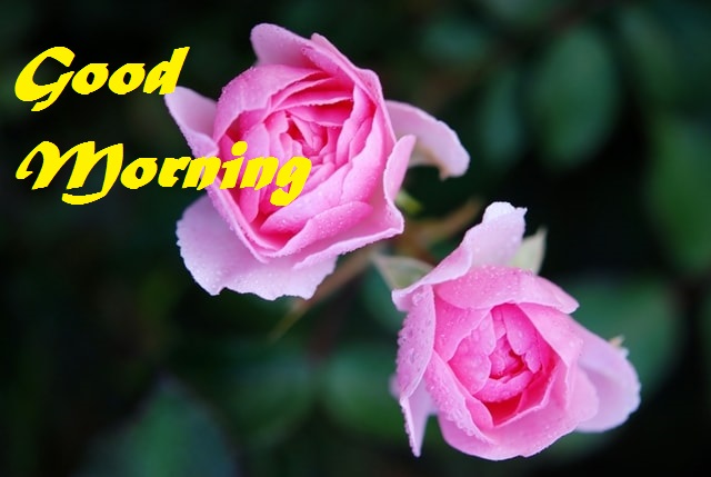 Good Morning Rose