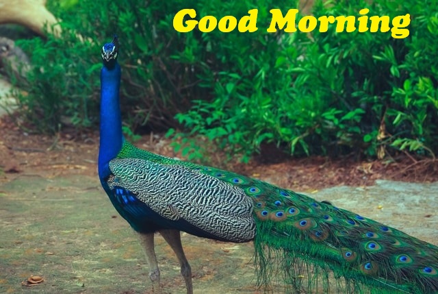 Good Morning Images Photo Pic