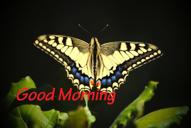 Good Morning Images Photo Pic