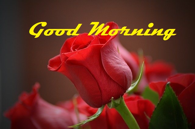 Good Morning Red Rose Amazing Images Free Download For Whatsapp