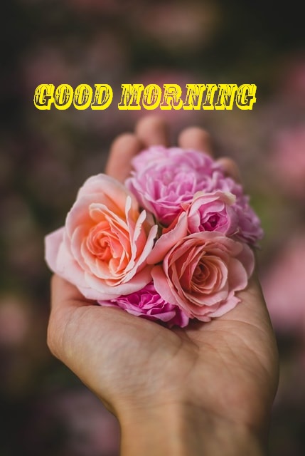 good morning romantic rose
