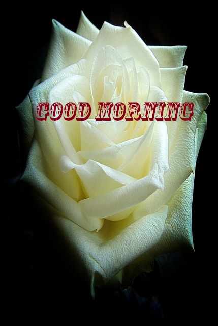good morning red rose
