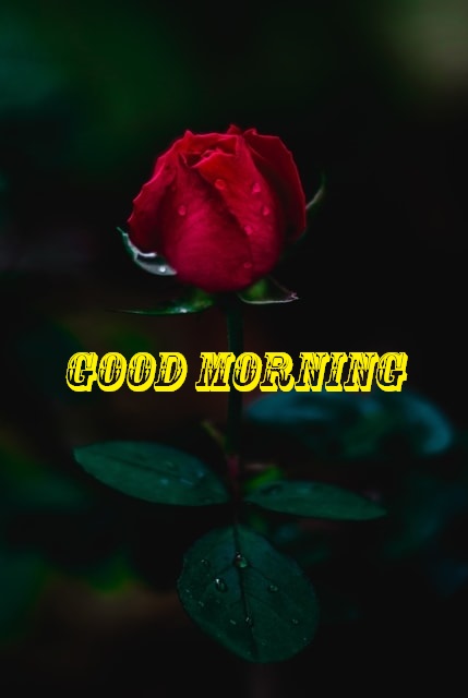 good morning red rose
