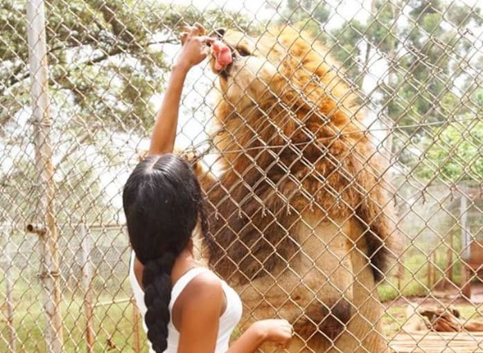 Trina Njoroge feeding meet to a lion